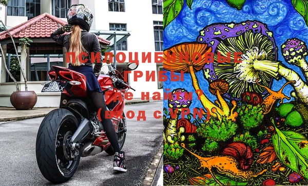 индика Алзамай